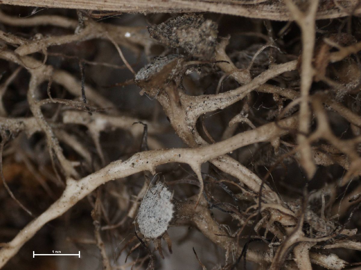 Anaptychia kaspica image