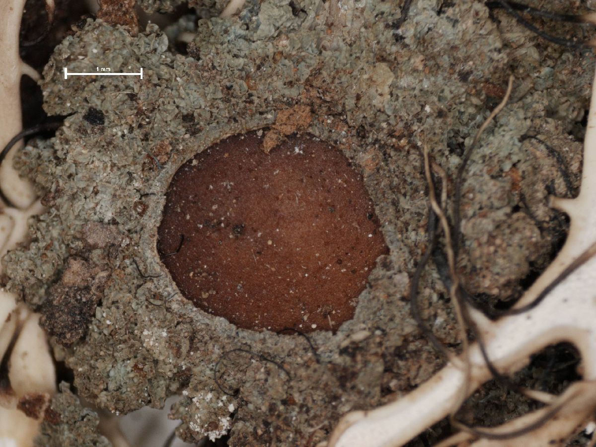 Anaptychia ophioglossa image