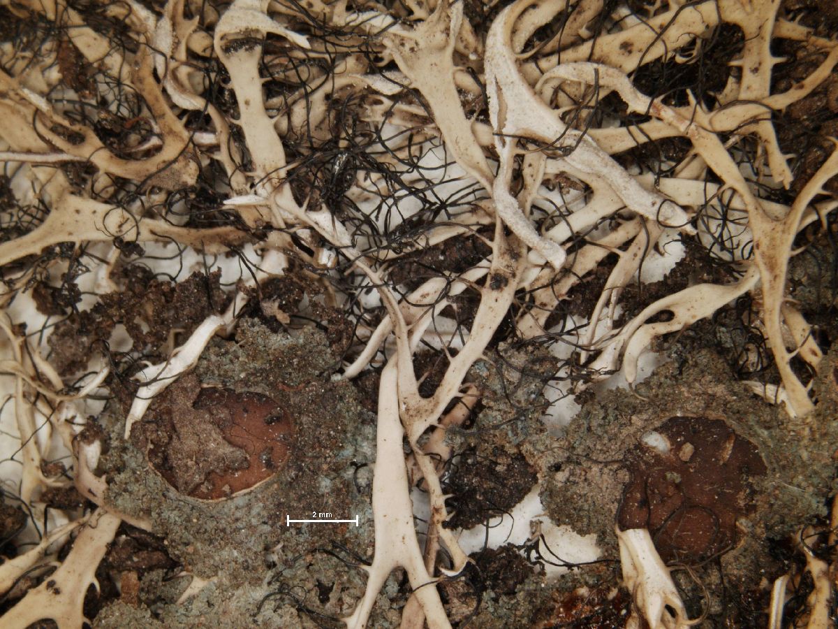 Anaptychia ophioglossa image