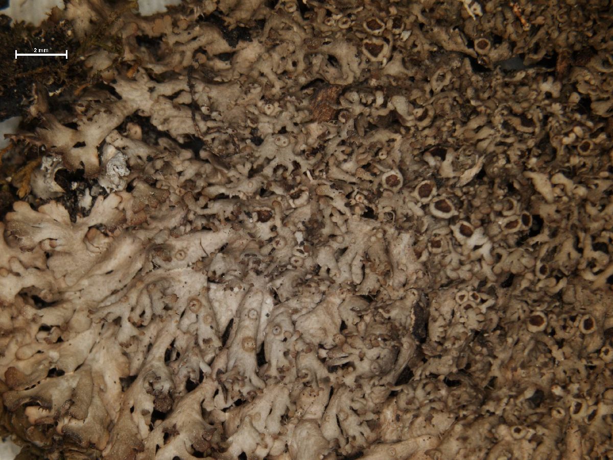 Anaptychia palmatula image
