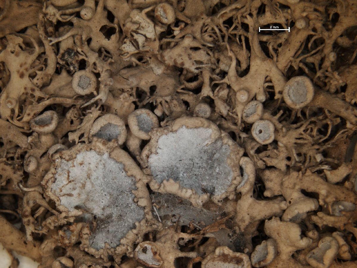 Anaptychia setifera image