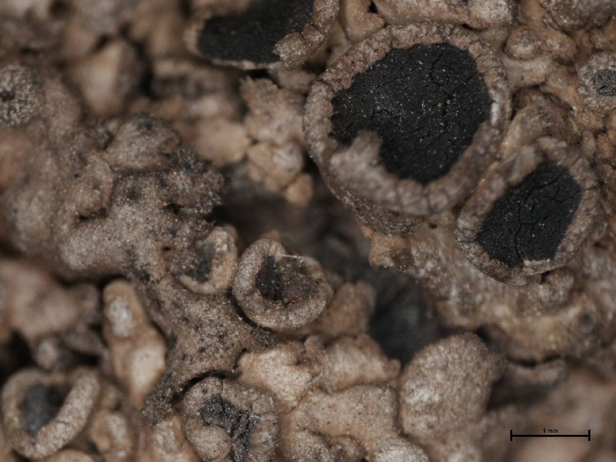 Anaptychia ulotricoides image