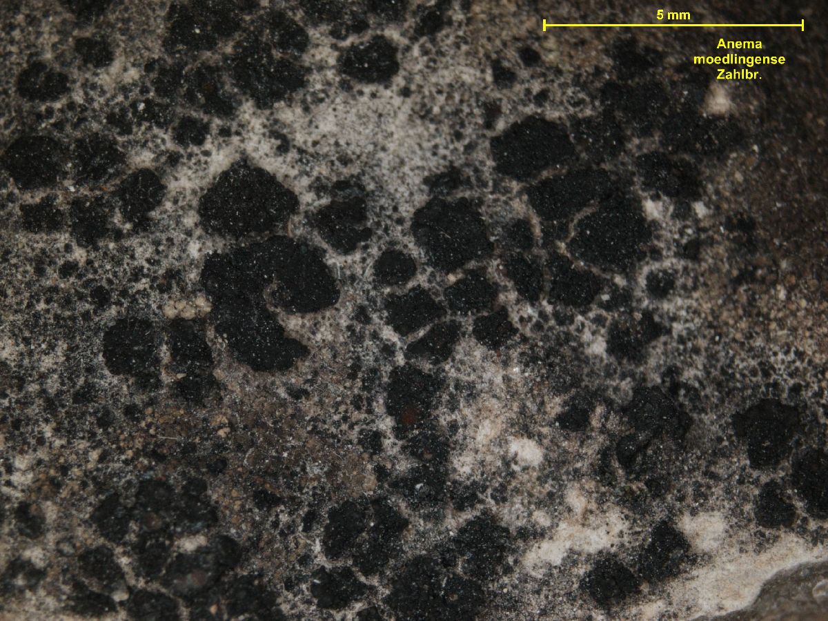 Anema moedlingense image