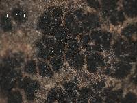 Anema notarisii image
