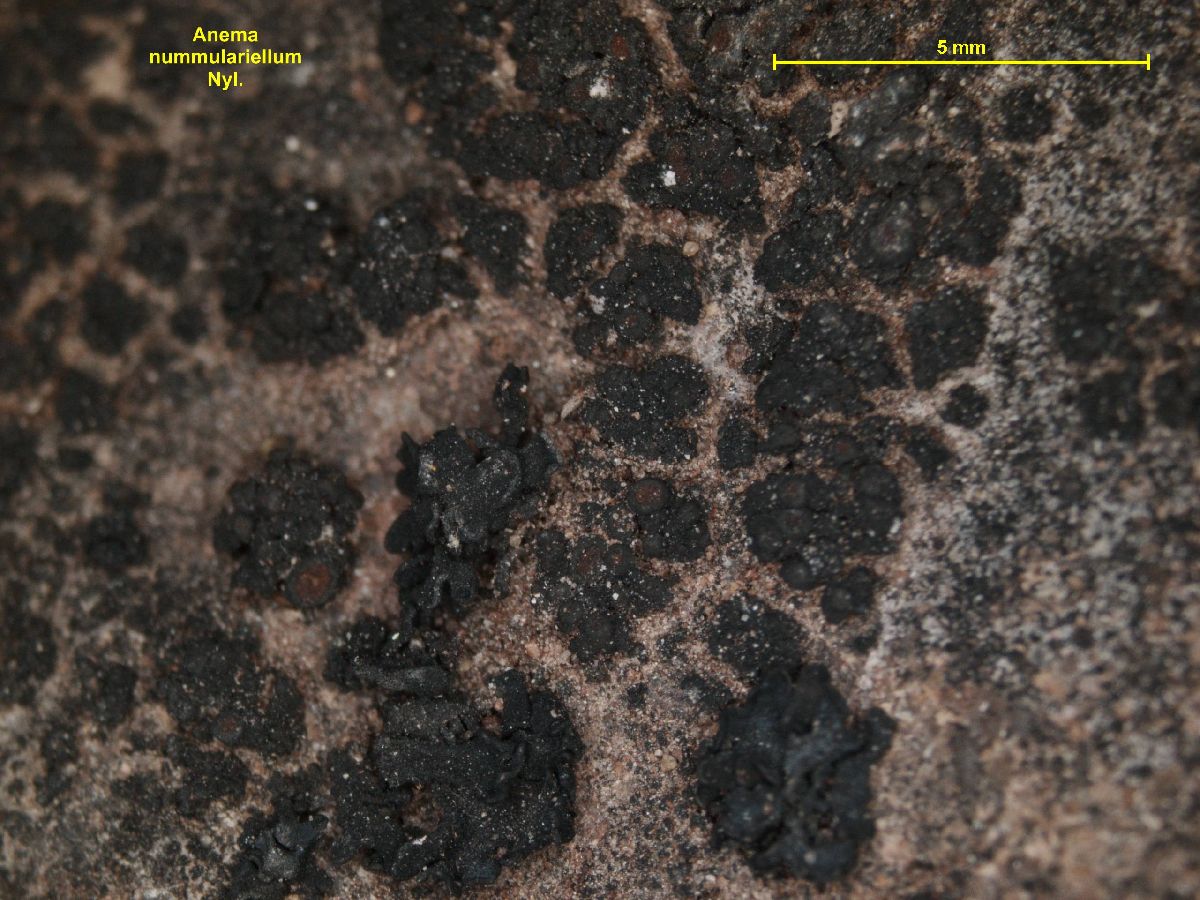 Anema image