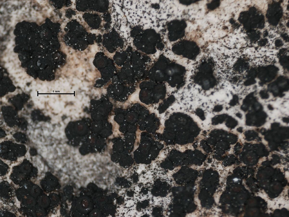 Anema nummularium image