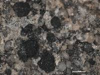 Anema decipiens image