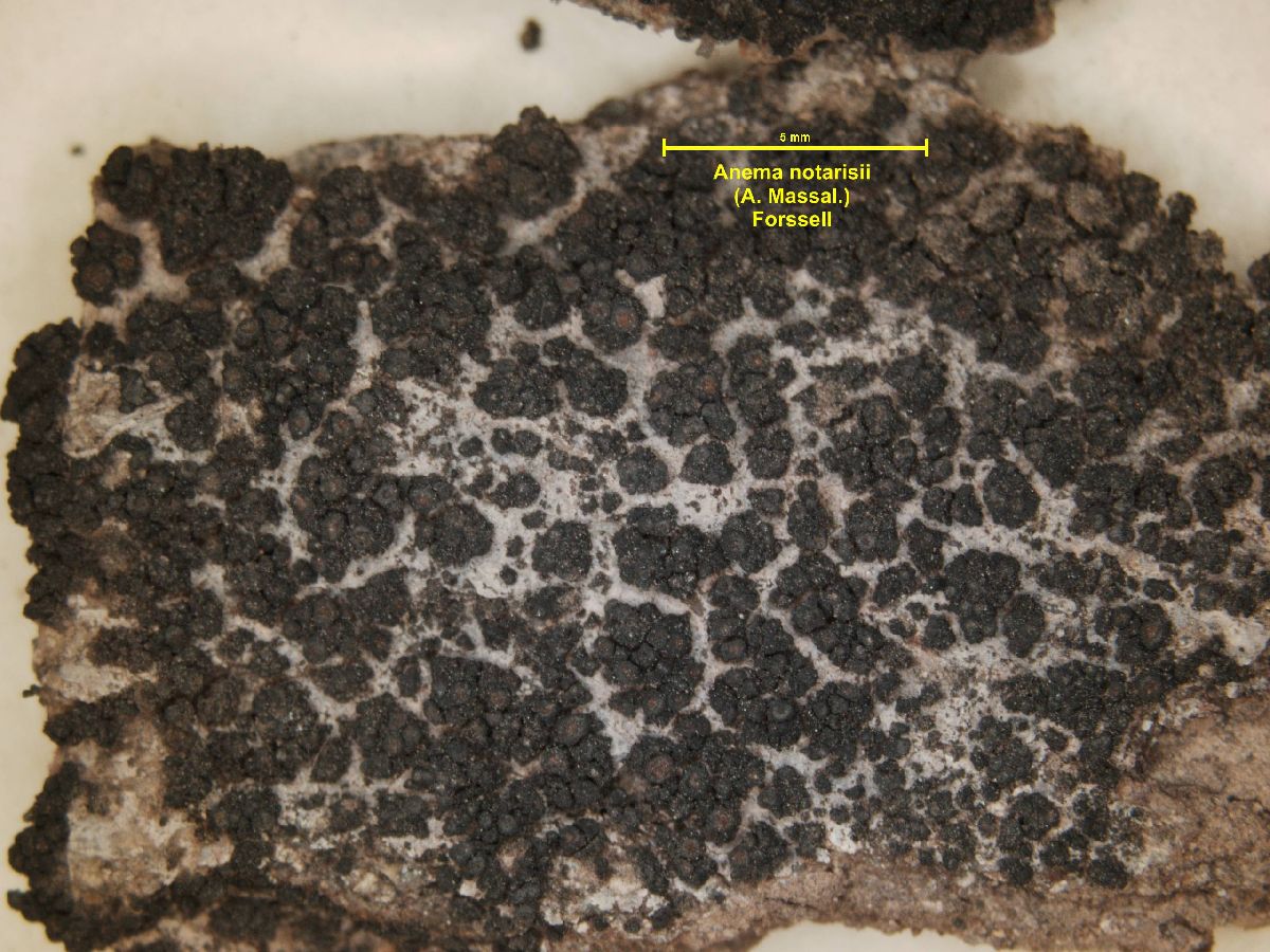 Anema notarisii image