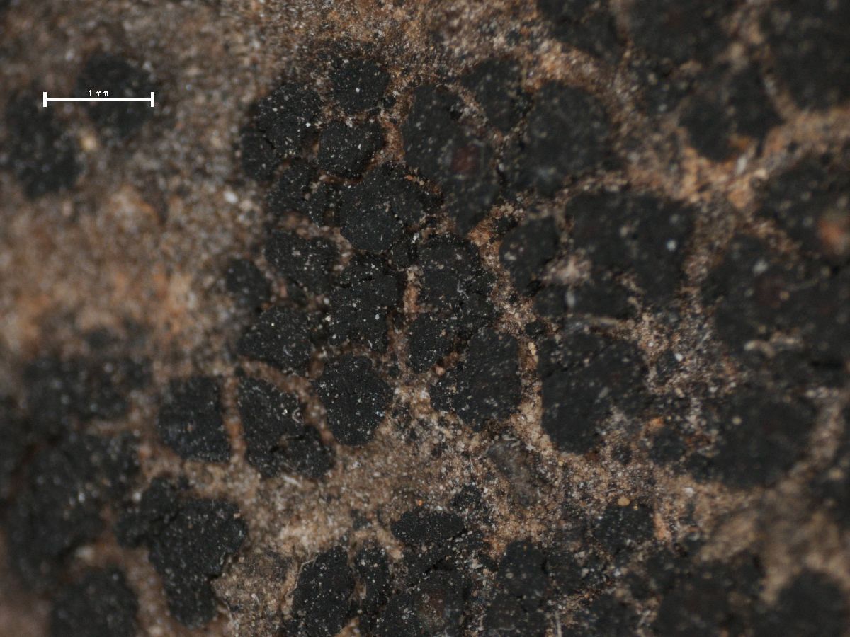 Anema notarisii image