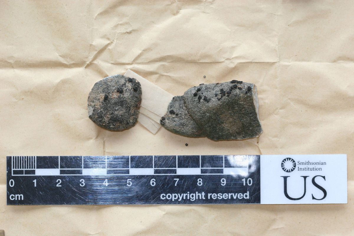 Anema notarisii image