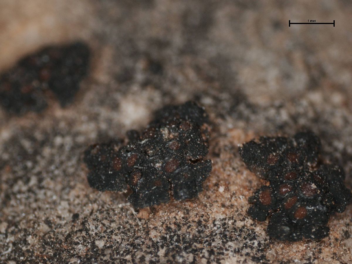 Anema notarisii image