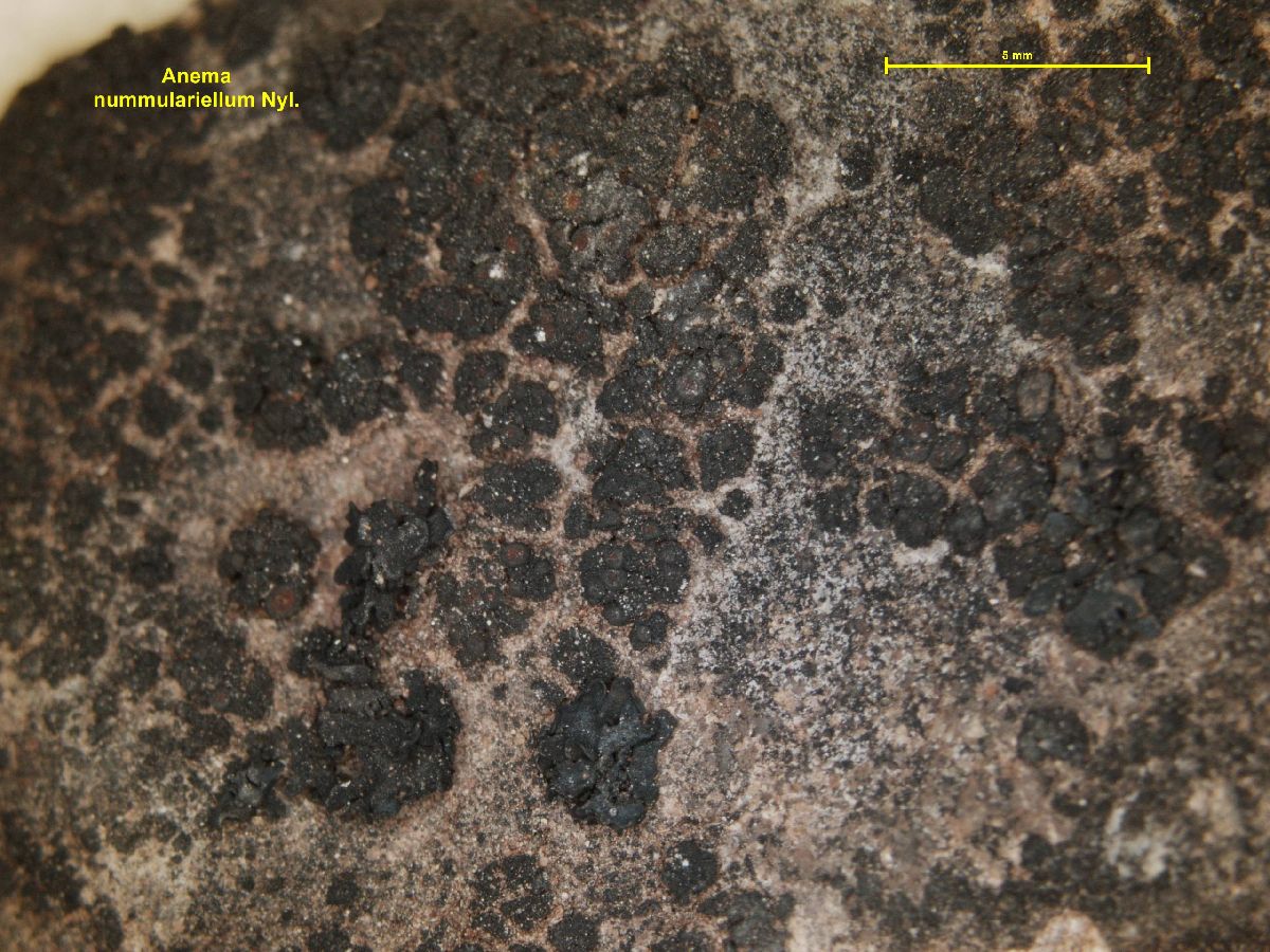 Anema nummulariellum image