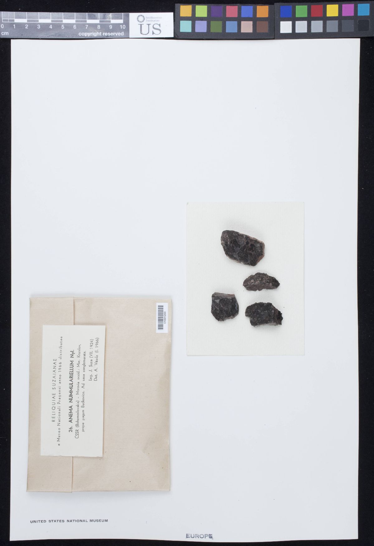 Anema nummulariellum image