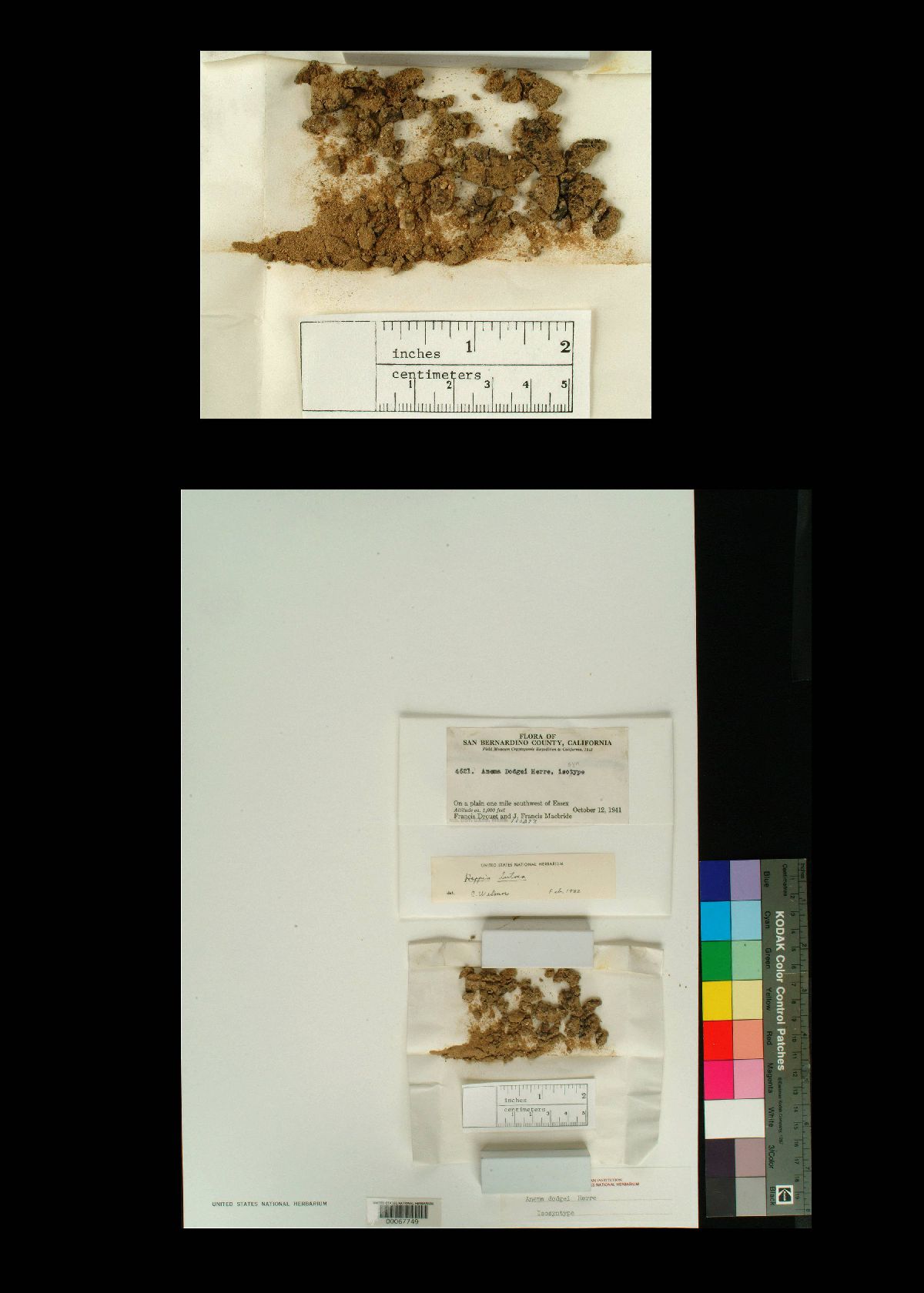 Anema prodigula image
