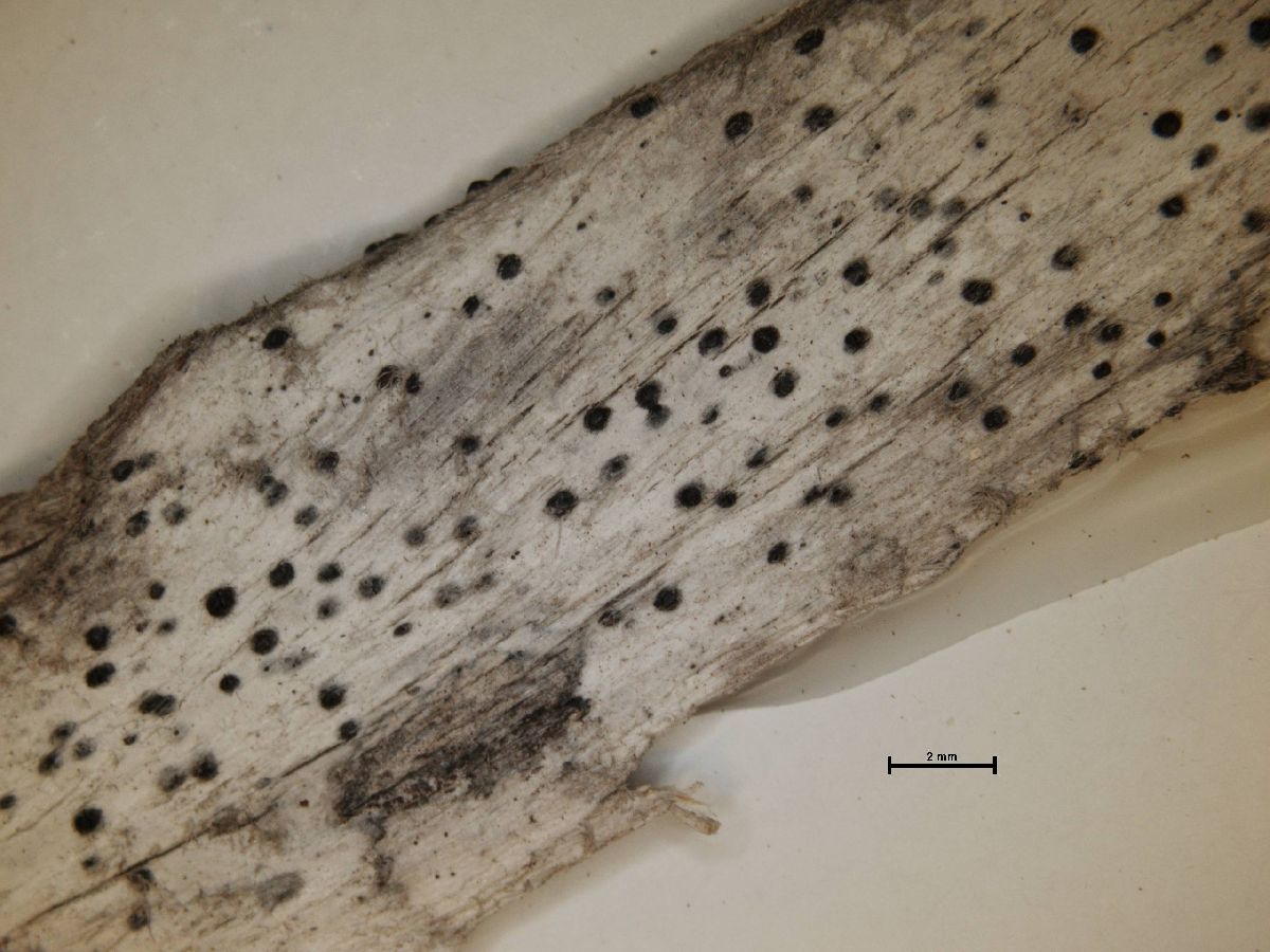 Anisomeridium aureopunctatum image