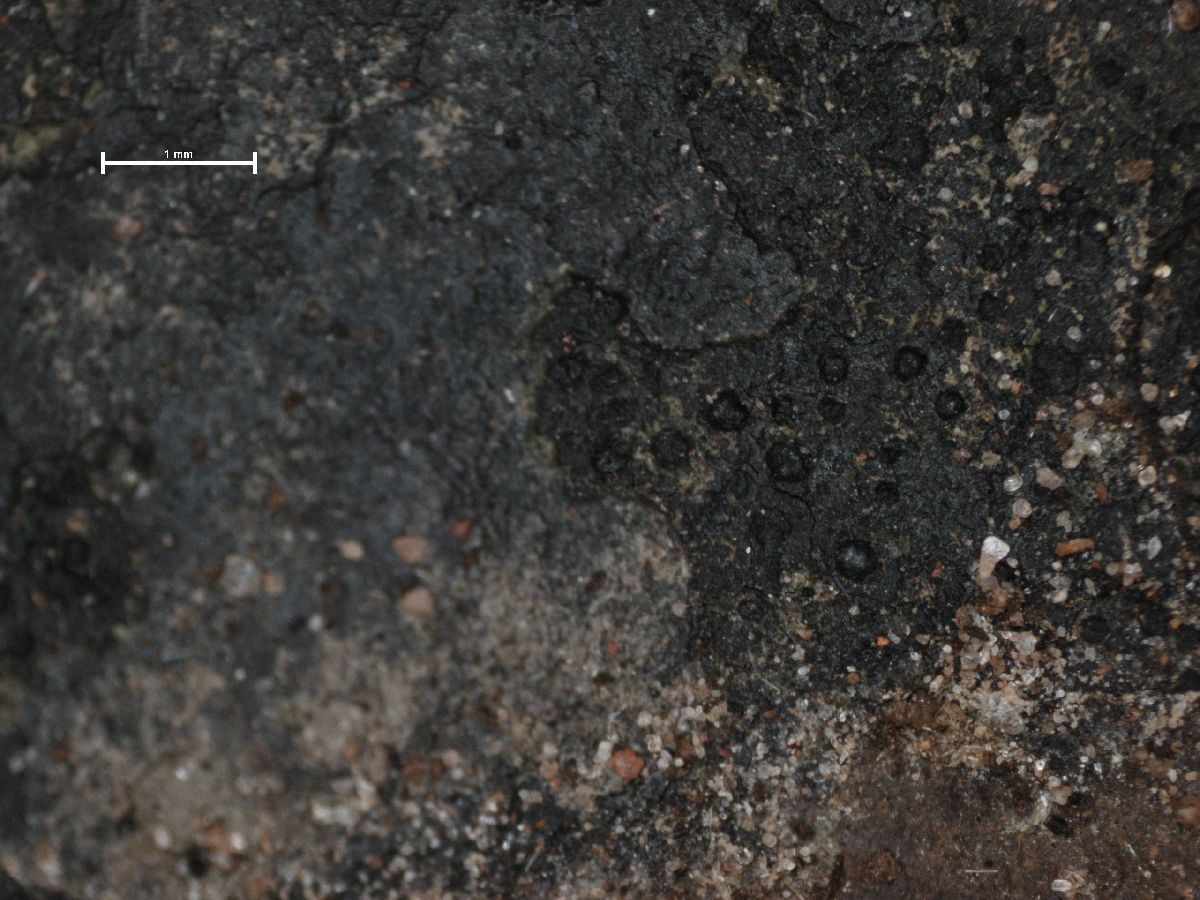 Anisomeridium carinthiacum image
