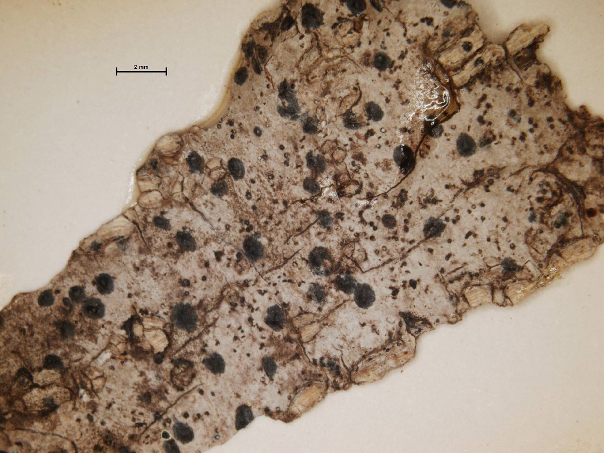 Anisomeridium image