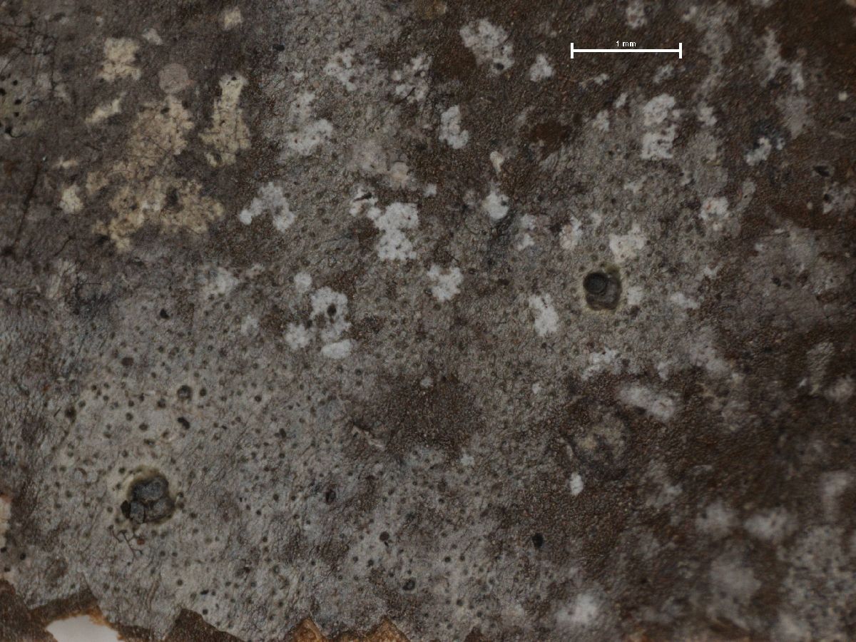 Anisomeridium foliicola image
