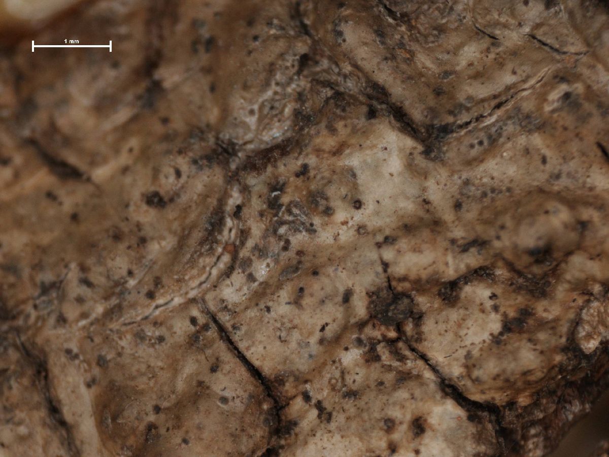 Anisomeridium immersum image