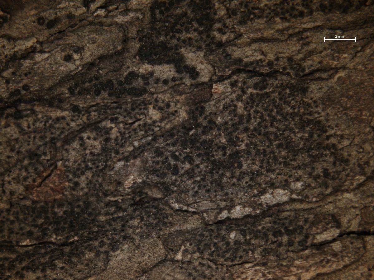 Anisomeridium leucochlorum image