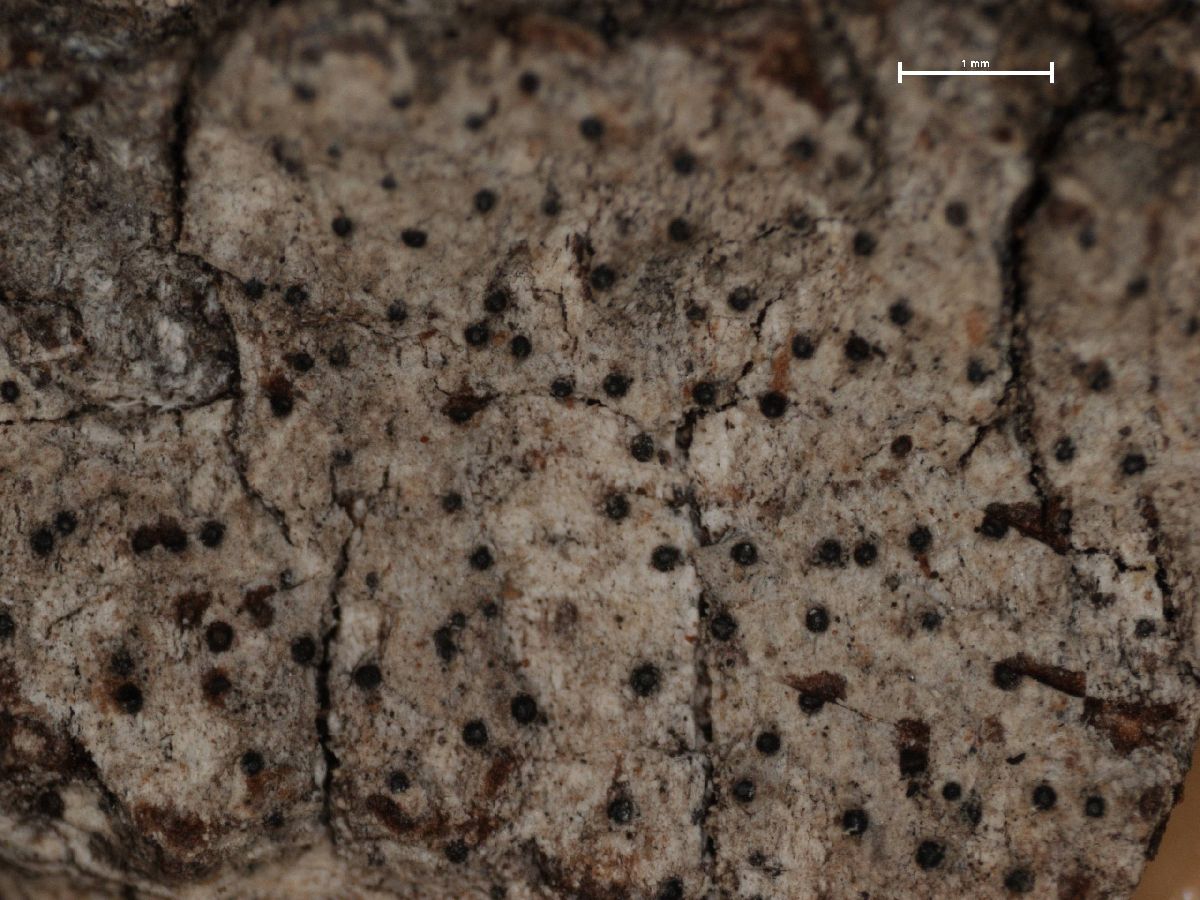 Anisomeridium albisedum image