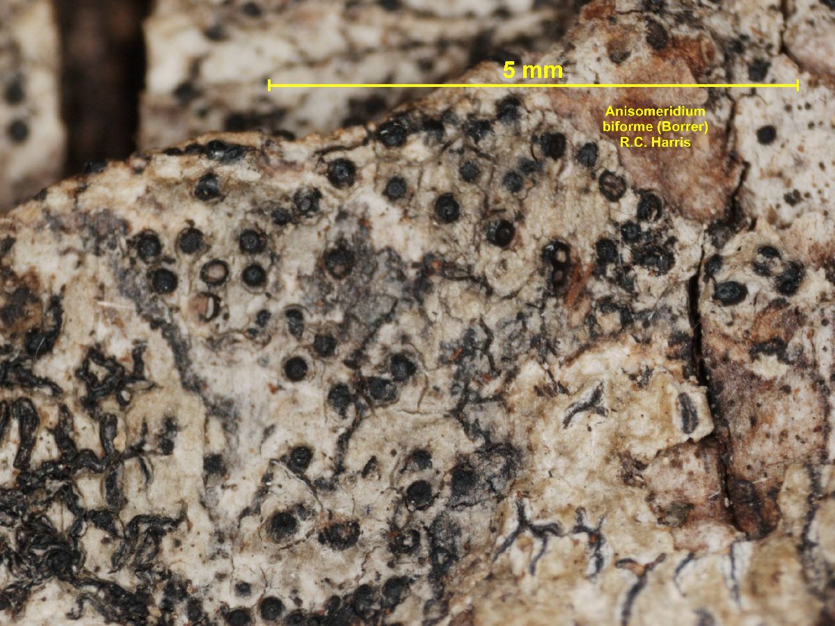 Anisomeridium biforme image