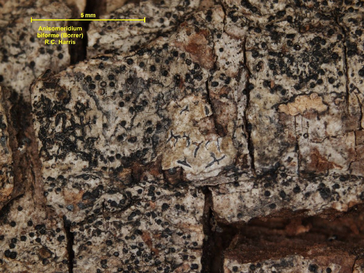 Anisomeridium biforme image