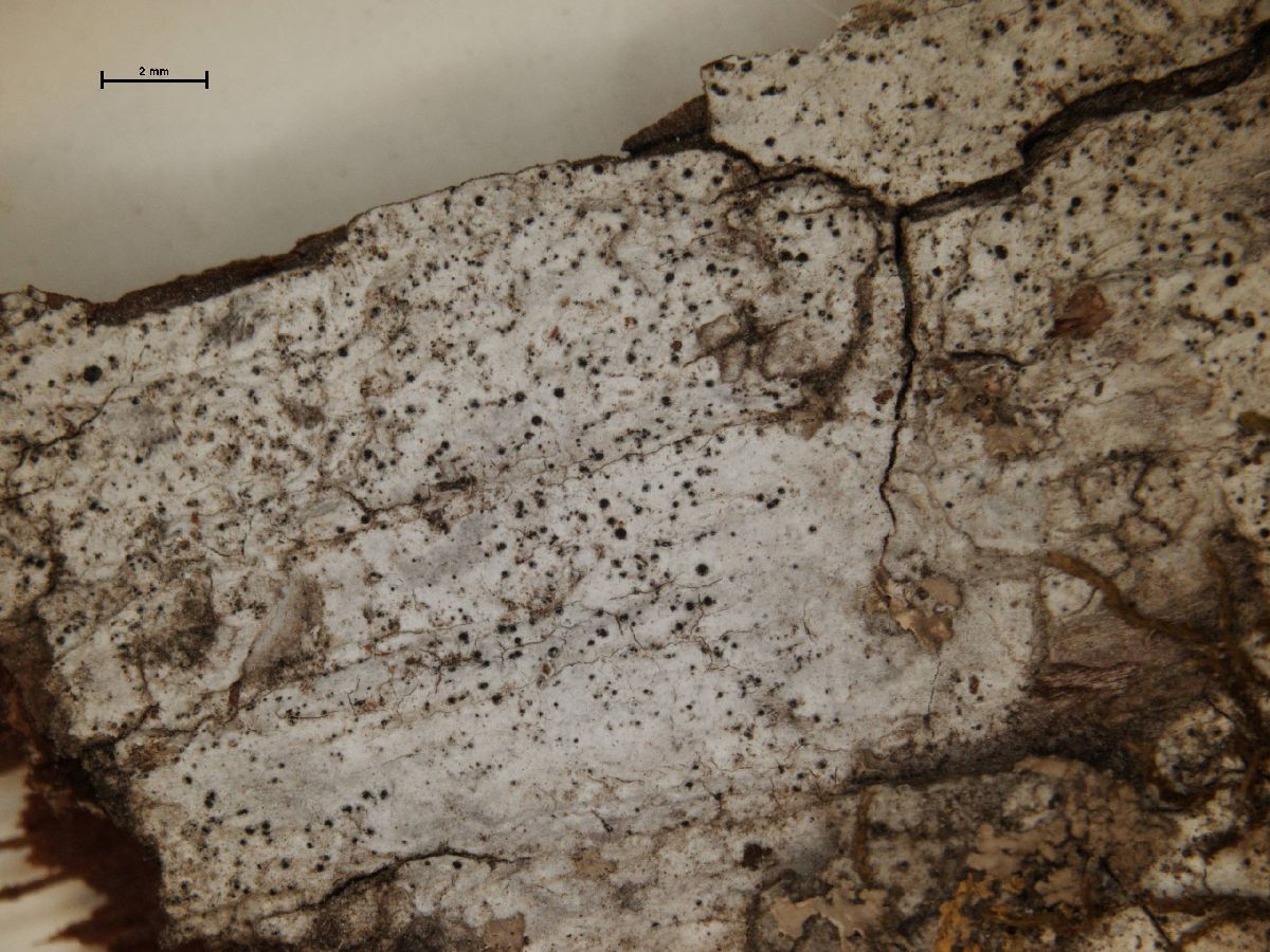 Anisomeridium image