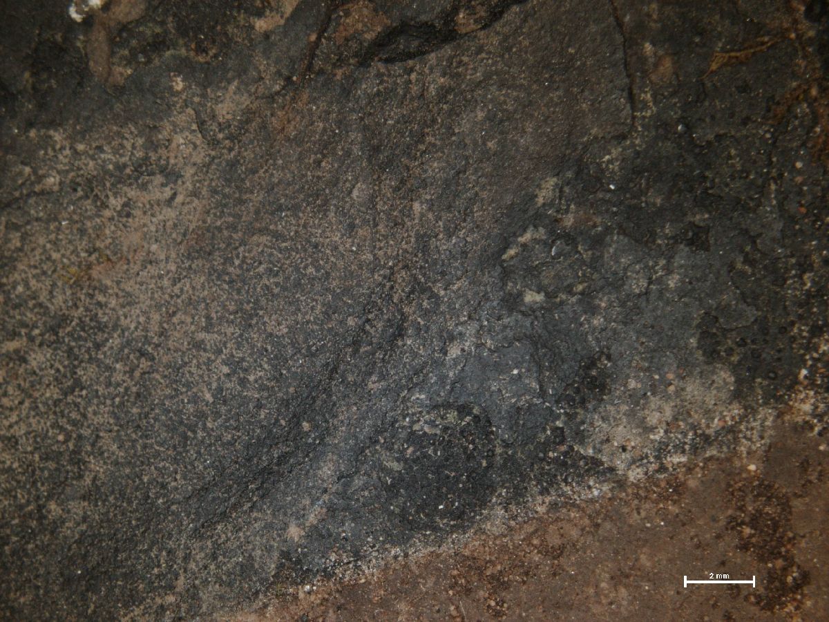 Anisomeridium carinthiacum image
