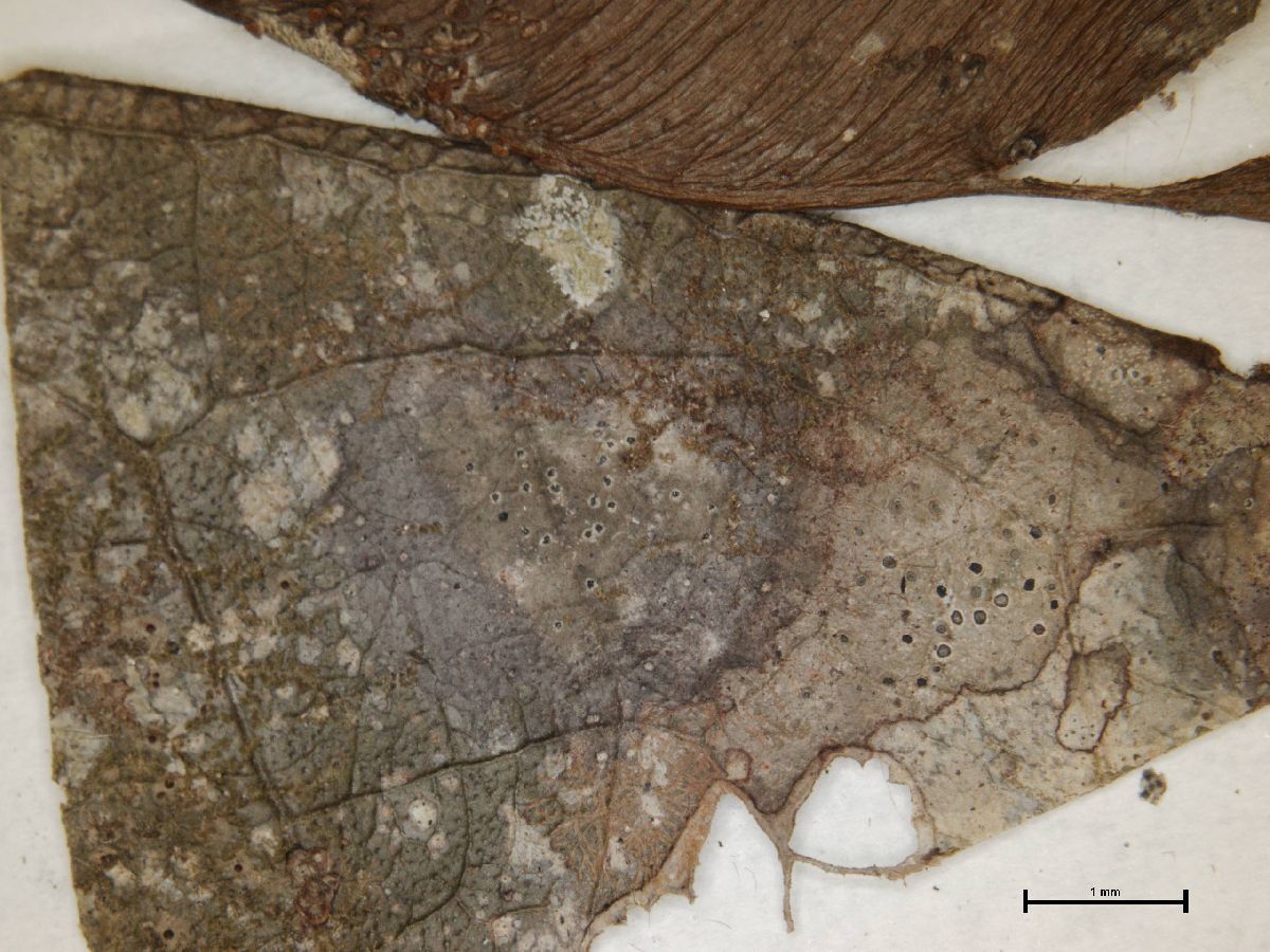 Anisomeridium foliicola image