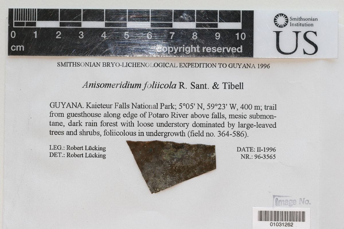 Anisomeridium foliicola image