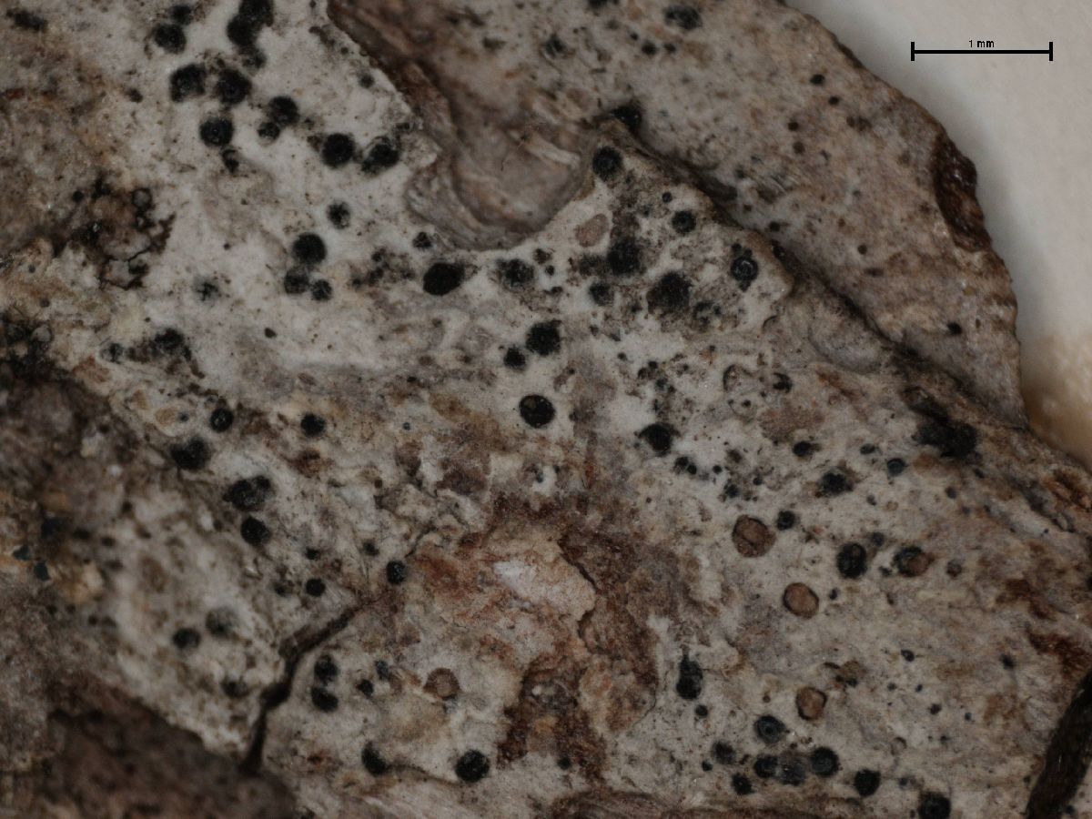Anisomeridium leucochlorum image