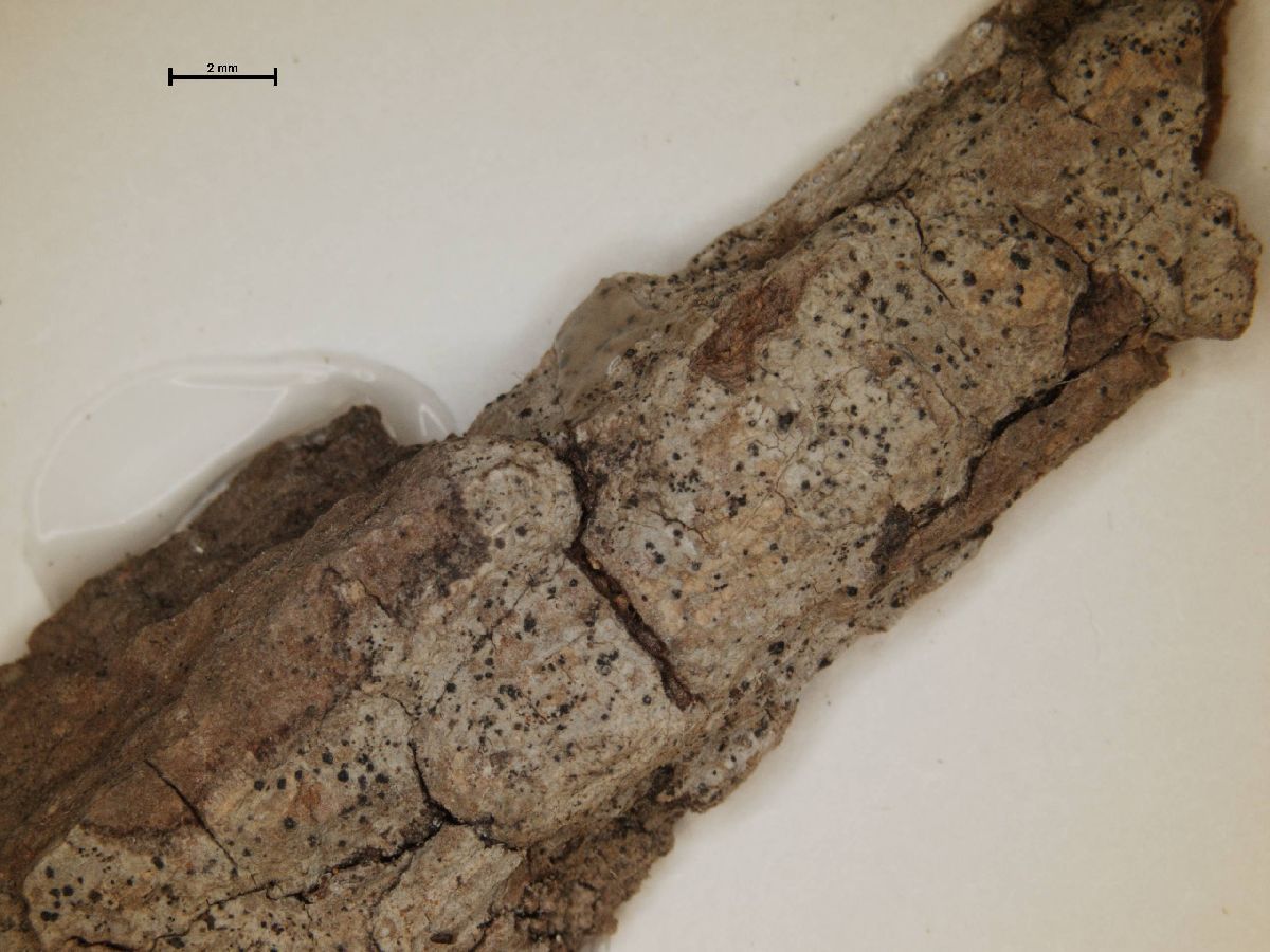 Anisomeridium tuckeri image