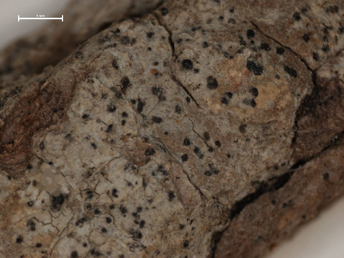 Anisomeridium tuckeri image