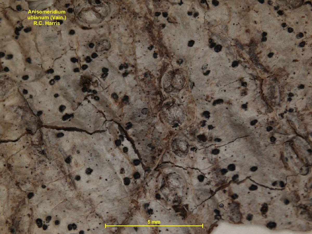 Anisomeridium ubianum image