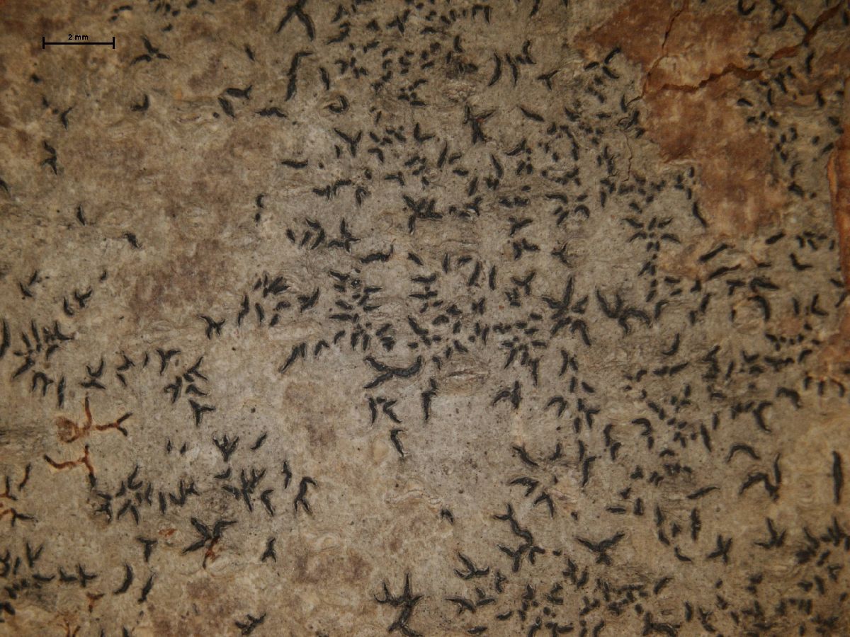 Anomomorpha turbulenta image