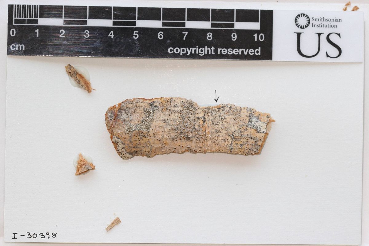 Anthracothecium americanum image