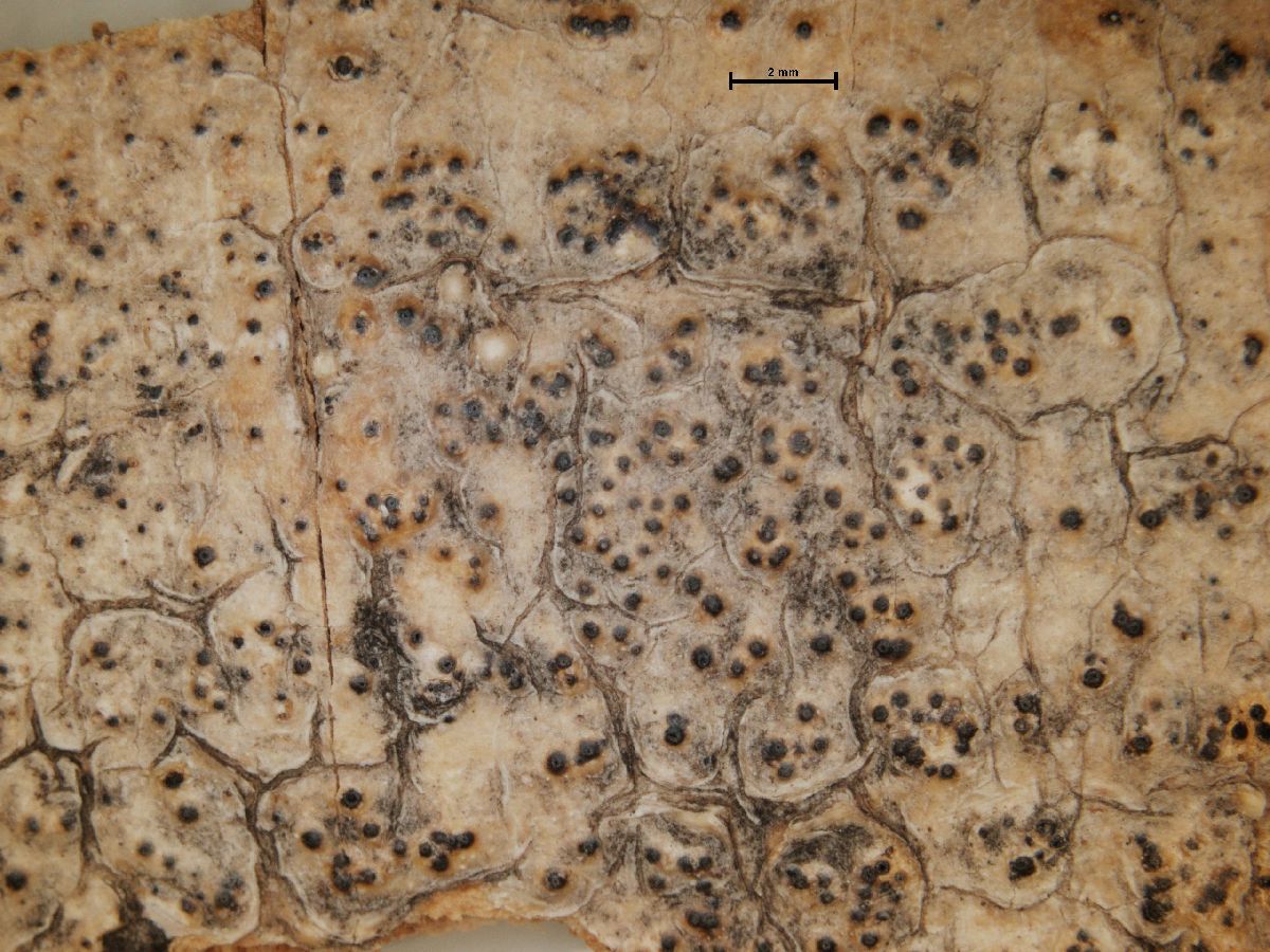 Anthracothecium americanum image