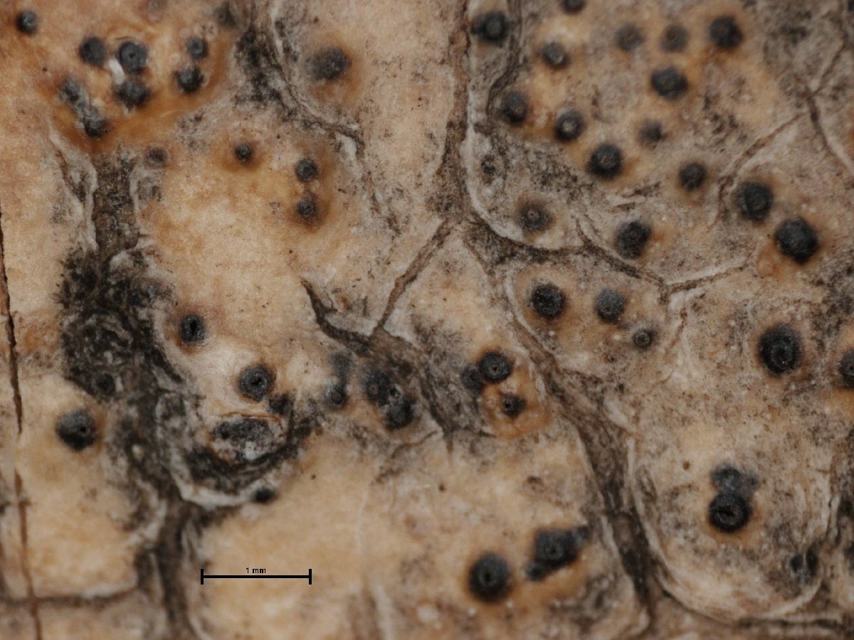 Anthracothecium americanum image