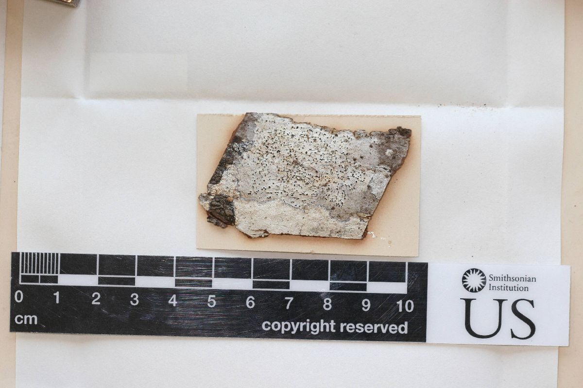 Anthracothecium albescens image