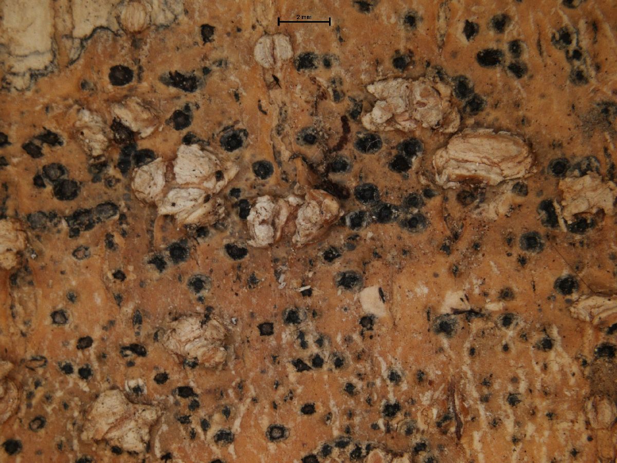 Anthracothecium fulvum image