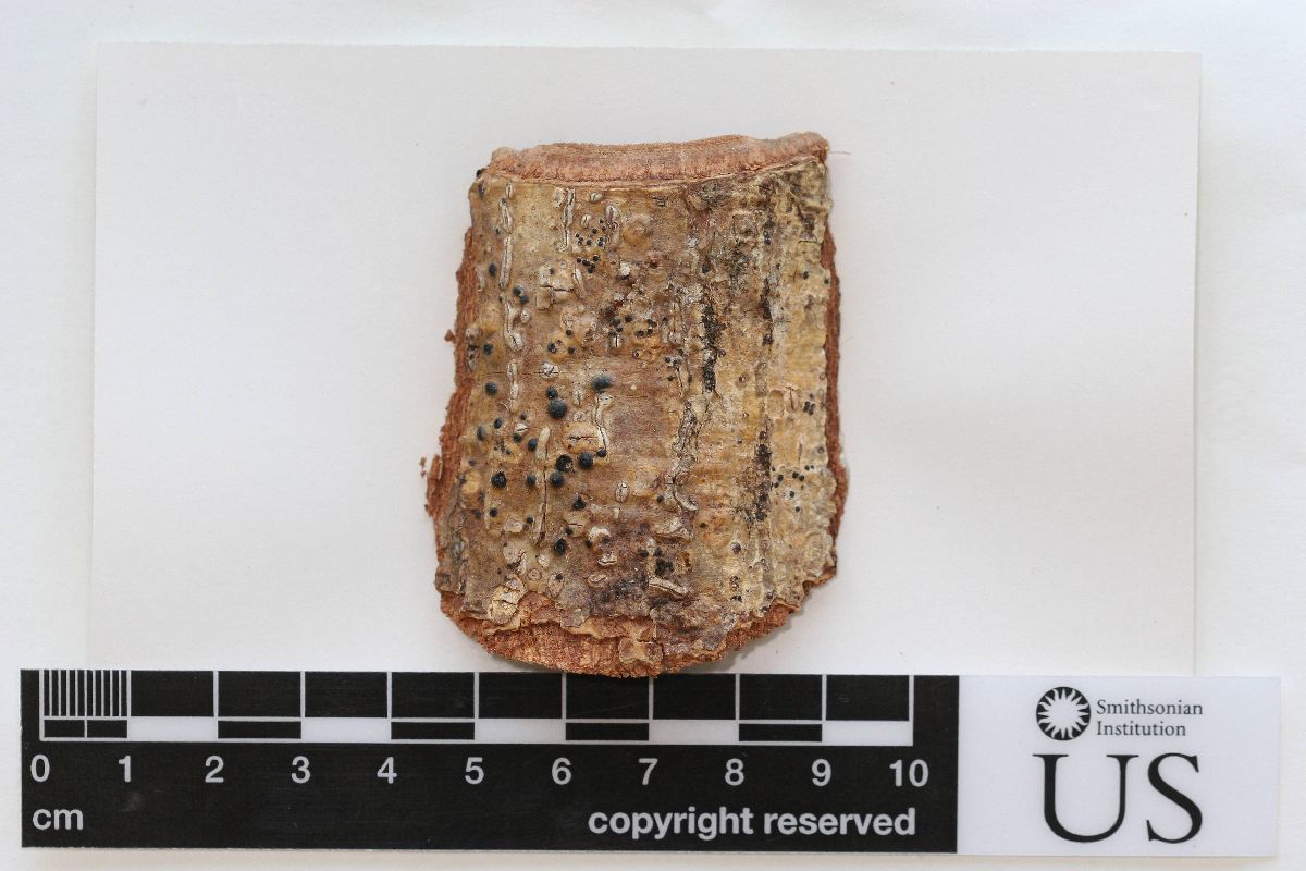 Anthracothecium columellatum image