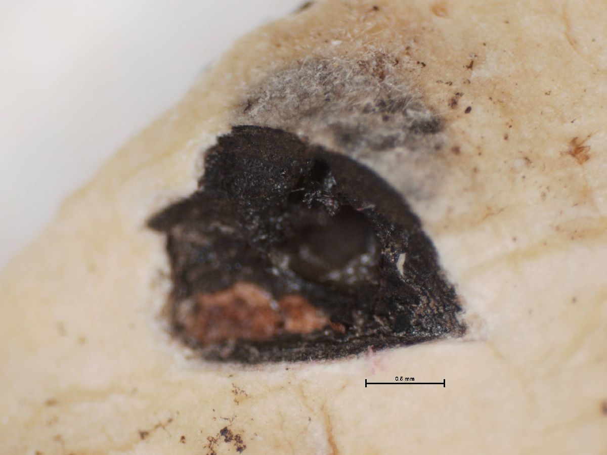 Anthracothecium image