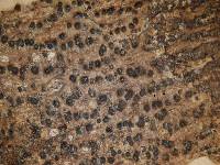 Anthracothecium duplicans image