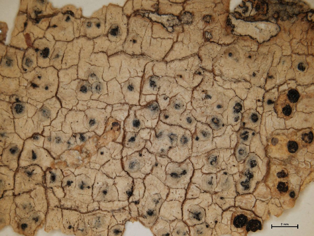 Anthracothecium duplicans image
