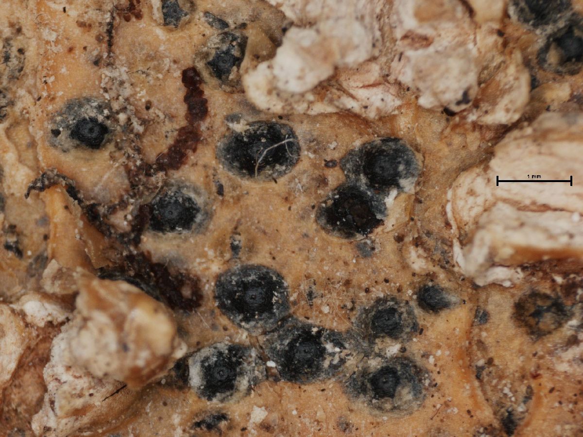 Anthracothecium fulvum image