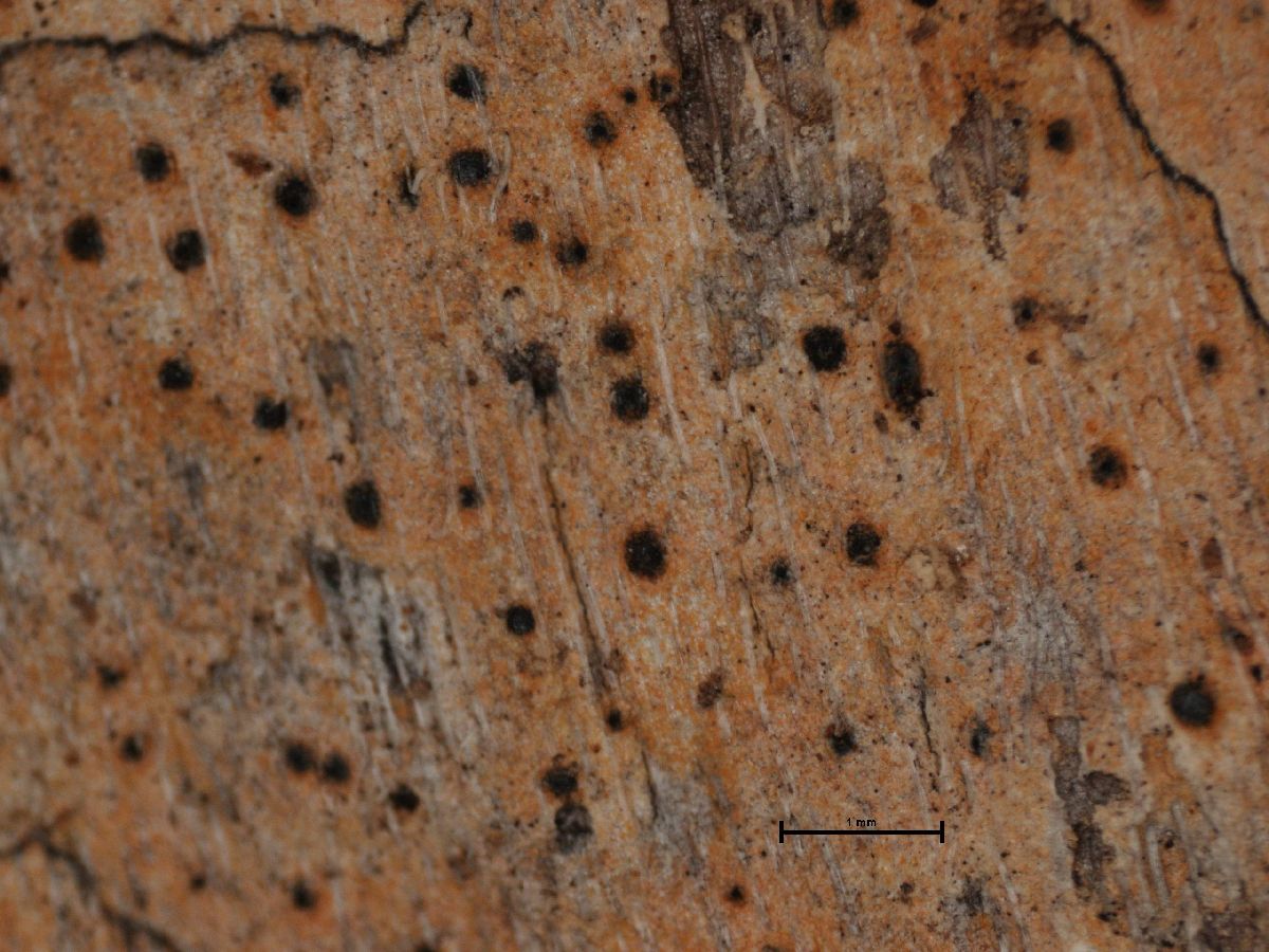 Anthracothecium palmarum image