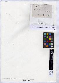 Anthracothecium praelustre image