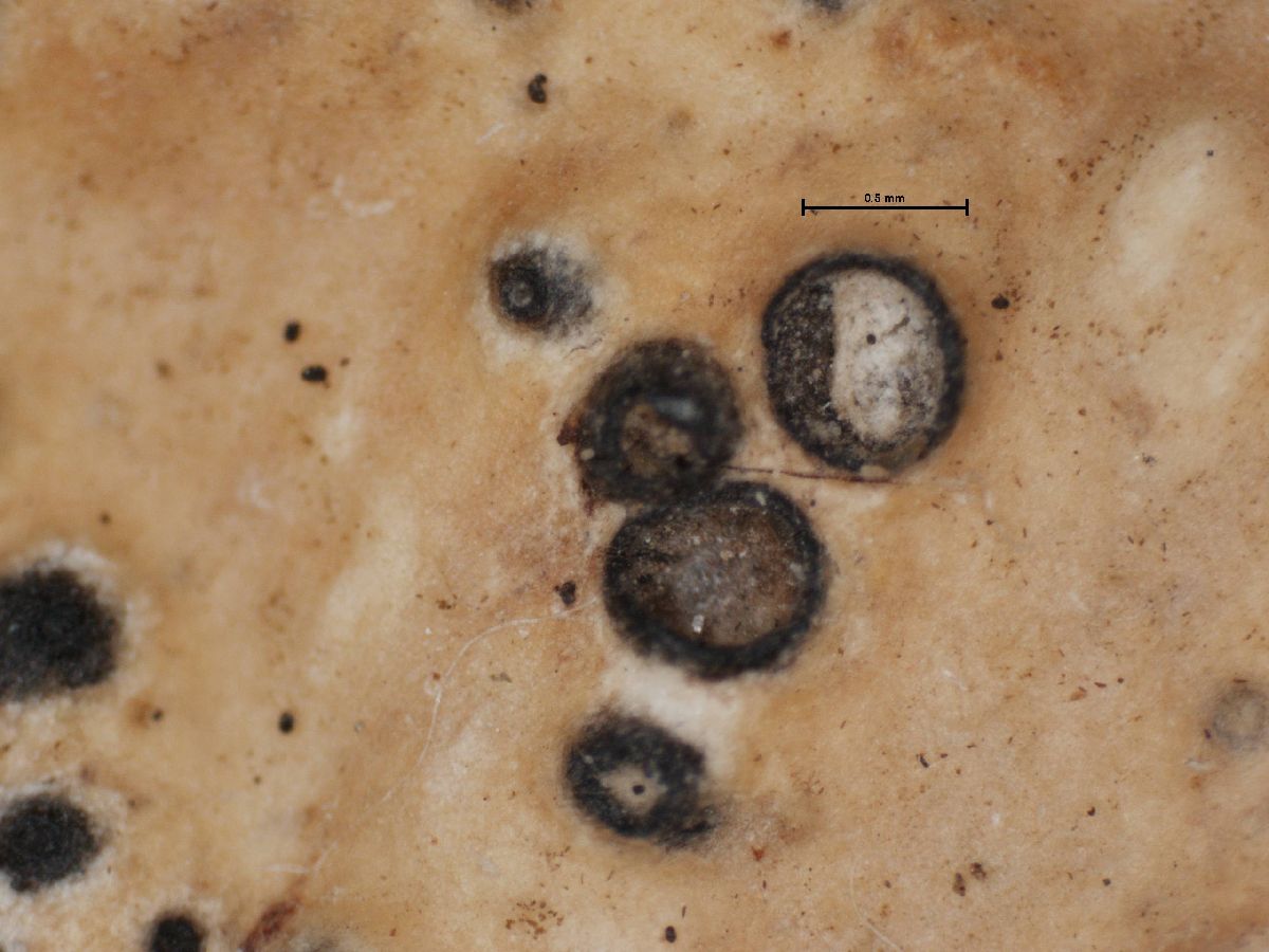 Anthracothecium interponens image