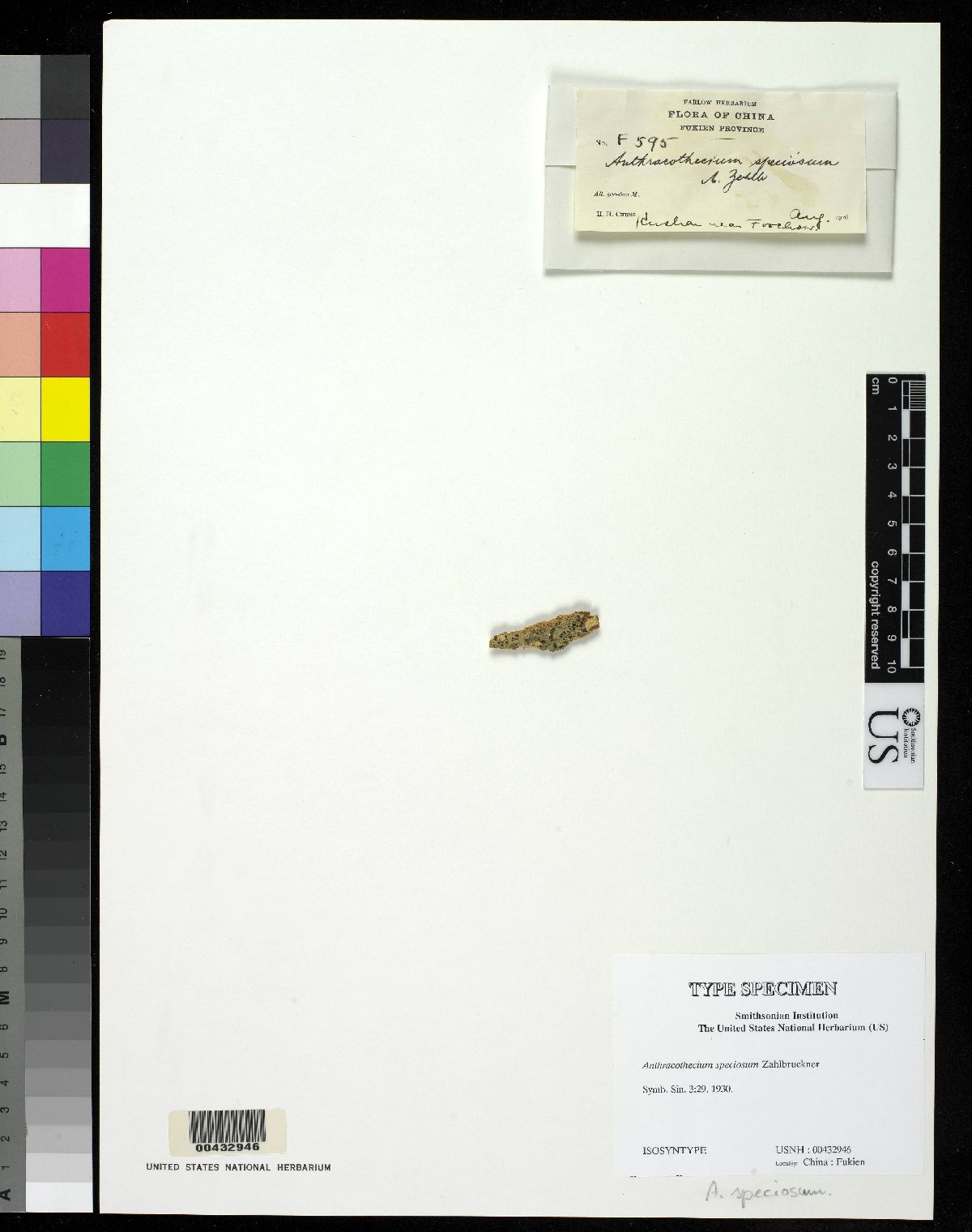 Anthracothecium speciosum image